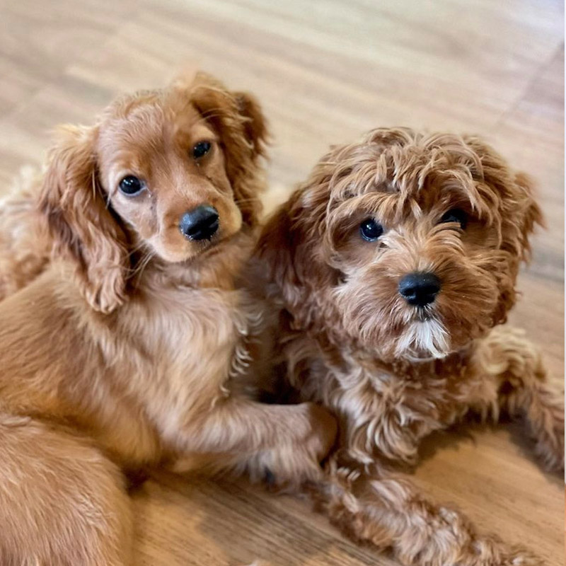 the community collective qld resident puppies mac and millie